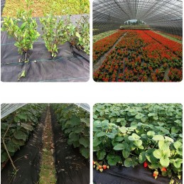 Tvirta nuo piktžolių agrotekstilė 1m x 50m 70g/m2