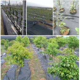 Tvirta nuo piktžolių agrotekstilė 1m x 50m 70g/m2