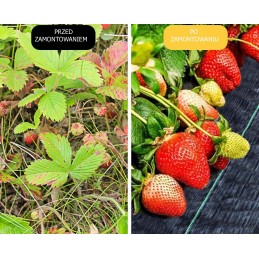 Tvirta nuo piktžolių agrotekstilė 1m x 50m 70g/m2