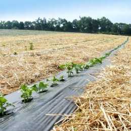 Mulčiavimo folija, mulčiavimas, agurkai, paprikos 1,0 m/10 m