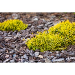 Juoda pp50 agrotekstilė, išmatavimai 1,1 m x 35 m