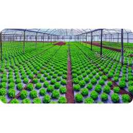 Šešiakampiai kaiščiai