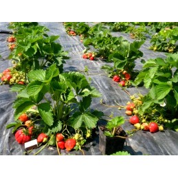 Agrotekstas 70g 0,4x100m