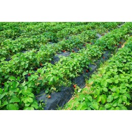 Ruda pp50 agrotekstilė, matmenys 1,6 m x 25 m