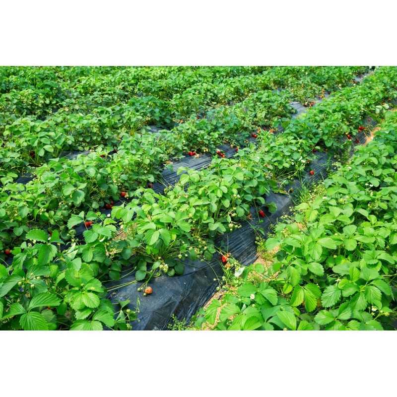 Ruda pp50 agrotekstilė, matmenys 1,6 m x 25 m