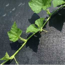 Agrotekstilė AAA 100g/m² juoda | plotis 3,20 m x metrai | į metrus