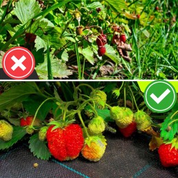 Nuo piktžolių agrotekstilė agrotekstilė 70g juoda 1,6x50m UV 3% + kaiščiai