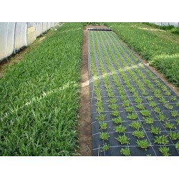 Agromedžiaga su skylutėmis sodinukams, 3 eilės, 110 cm