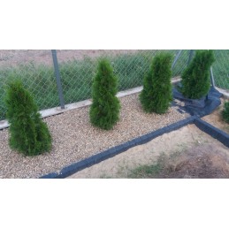 Agrotkanina skylė tuja pomidoras raguotas salata0 6x10m