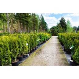 Labai storas agritella premium mulčiavimo audinys vienam metrui 3,2x1m 110g juodas