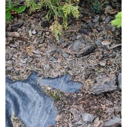 Tvirtas p90 agromulčiavimo audinys 0,8 x 50 m ritinyje