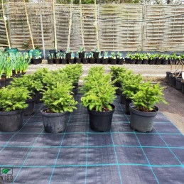 Agrotkanina czarna profi pp uv 100g m2 100cm 25mb