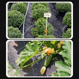 Agrotkanina agrotekstilė 1,6x50m nuo piktžolių juoda 70g UV 3% + 50x inkarai