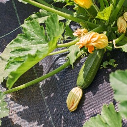 Agrotekstilė, juoda, tvirta, 1x50m, sodo neaustinė medžiaga piktžolėms, inkarai, smeigtukai