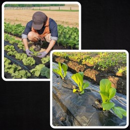 Agrotkanina agrotekstilė 1,1x50m nuo piktžolių juoda 90g UV 3% + 50x inkarai