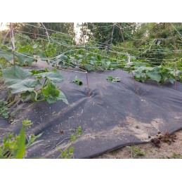 Agrotekstilės juodas kilimėlis nuo piktžolių sodui 50g 3,2x20m UV mulčiavimas