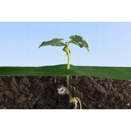 Augintas audinys žalias 1 6m 150g uv 20m bellushortus