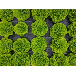 Argotekstilė, agrotekstilė, UV, piktžolių mulčias, augalų augimo apsauga