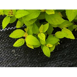 Argotekstilė, agrotekstilė, UV, piktžolių mulčias, augalų augimo apsauga