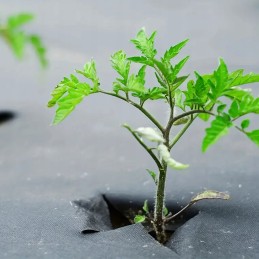 Agrotekstilė 80g 1,1x50m juodas UV agrotekstilės kilimėlis nuo piktžolių