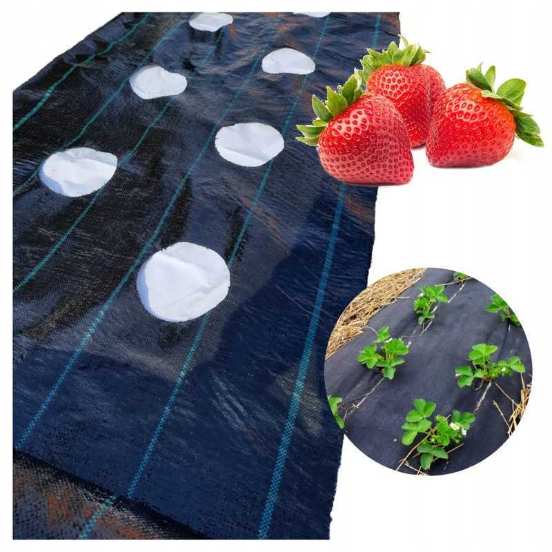 Agromedžiaga braškėms su skylutėmis nuo piktžolių, bet kokio ilgio