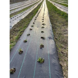 Agromedžiaga braškėms su skylutėmis nuo piktžolių, bet kokio ilgio