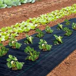 Agromedžiaga braškėms su skylutėmis nuo piktžolių, bet kokio ilgio