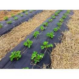 Agrotekstilė braškėms su skylutėmis, pomidorams, salotoms, agurkams