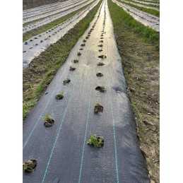 Agromedžiaga braškėms su skylutėmis nuo piktžolių, bet kokio ilgio