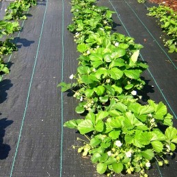 Agrotekstilinis kilimėlis nuo piktžolių agrotekstilė juoda 1,6x50m 70g + inkarai