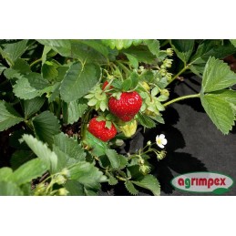 Dviguba juodai ruda agrotekstilė 3,2 x 10m