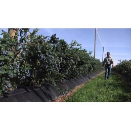 Šiame aukcione parduodame geriausios kokybės: