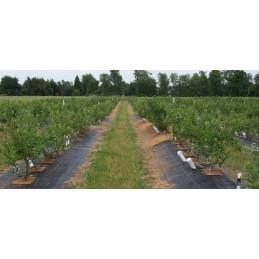 Šiame aukcione parduodame geriausios kokybės: