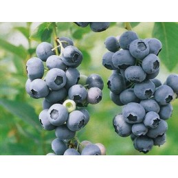 Šiame aukcione parduodame geriausios kokybės: