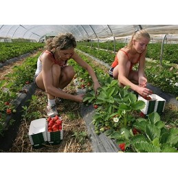 Šiame aukcione parduodame geriausios kokybės: