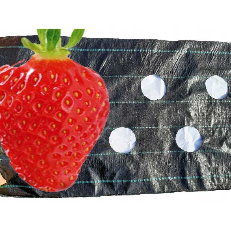 UV agrotekstilė su paruoštomis skylutėmis braškių, agurkų, salotų, pomidorų ir kt. sodinukams.