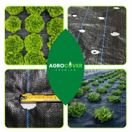 Agrotekstilė salotoms su skylutėmis 1,10x10 m daržovėms