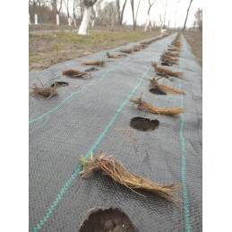 Žemės ūkio audinys su skylutėmis salotoms, agurkams, svogūnams, česnakams ir kt. 1,10 x 10 m su UV