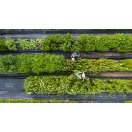 Juoda stora agrotekstilė piktžolėms 50g agrotekstilė 0,8x5m