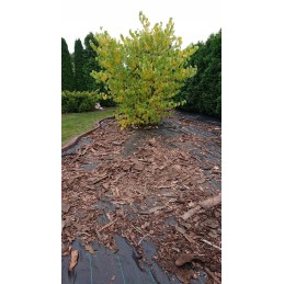 Agrotkanina nuo piktžolių kilimėlio heva | ritinys 0,8x50m, svoris 70g/m2