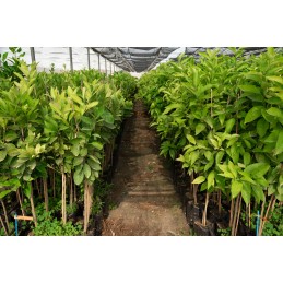 Žemės ūkio audinys, juodas, 1,1 x 50 m, 70 g/m2