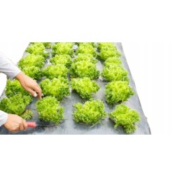 Kaip pateikti užsakymą