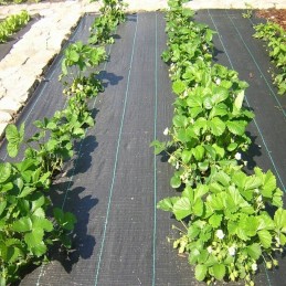 ⭐⭐Agromedžiaga metrais agrotekstilės plotis 3,20 m 90g/m2 uv storio tvirtas⭐⭐