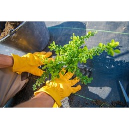 ⭐⭐Agrotekstilės tvirtas kilimėlis nuo piktžolių 1,6x10m 70g⭐⭐