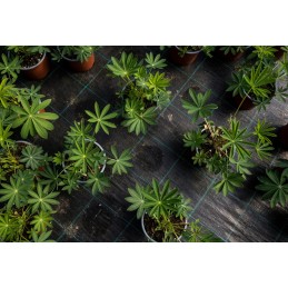 ✅ Agrotekstilė nuo piktžolių black mat pp uv agrotextile 90g 0,4x100m - augalų apsauga nuo piktžolių