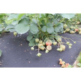 Agrotekstilės mulčiavimas nuo piktžolių