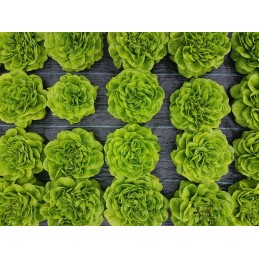 ⭐⭐Agrarinis audinys su skylutėmis sodinukams, 3 eilės, 110 cm pločio, daržovės, vaisiai⭐⭐