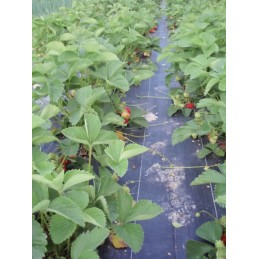 Šiame aukcione parduodame geriausios kokybės: