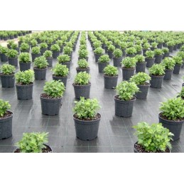 Agromedžiaga mulčiavimui po žieve, juoda plantacija, 1,6x20m, 70g