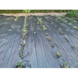 Juodas nuo piktžolių agrotekstilės skardenas 70g 1,6x50m